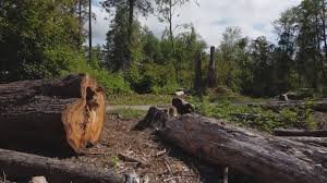 Best Seasonal Cleanup (Spring/Fall)  in Pioche, NV