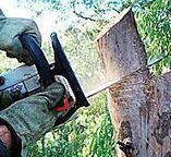 How Our Tree Care Process Works  in  Pioche, NV