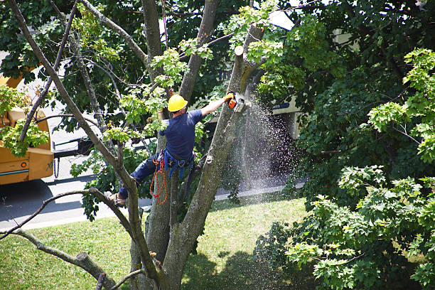 Best Tree and Shrub Care  in Pioche, NV