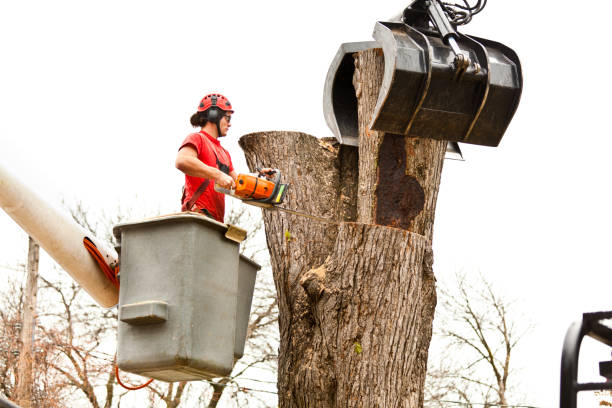 Trusted Pioche, NV Tree Care Experts